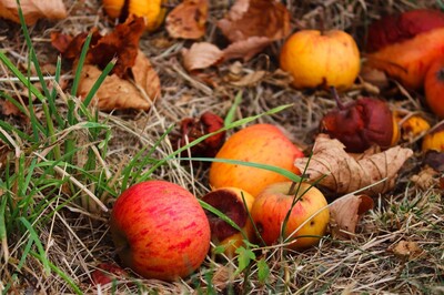 Die Natur kennt keinen Abfall. Reisig, Laub, Fallobst, abgeblühte Stauden, die im Herbst anfallen, sind nahrhaft und nützlich für viele tierische Gartenbewohner. - <i>Symboldbild: Pixabay</i>