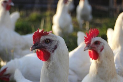 Die Zweinutzungshühner der Rasse „Cream“ legen weniger Eier als vergleichbare Legehennen, setzen dafür aber mehr Fleisch an und können noch als Suppenhühner vermarktet werden.