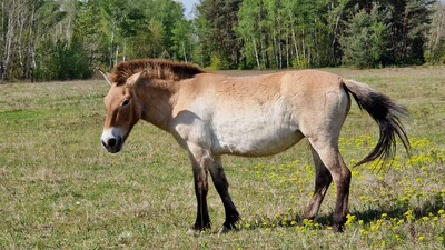 Interessierte können an geführten Touren durch das Naturschutzgebiet Campo Pond teilnehmen und dabei die Wildpferde aus nächster Nähe erleben.