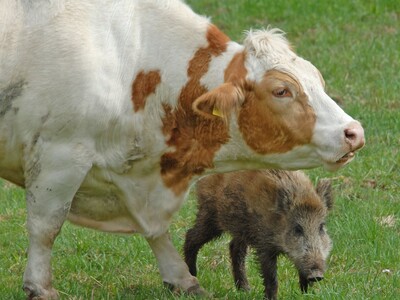 Grasende Kühe oder Schafe sind in der ländlichen Gegend normal, aber wenn ein kleiner Wildschweinfrischling friedlich mit Mutterkühen auf einer Wiese grast, dann muss man schon zweimal hinsehen.
