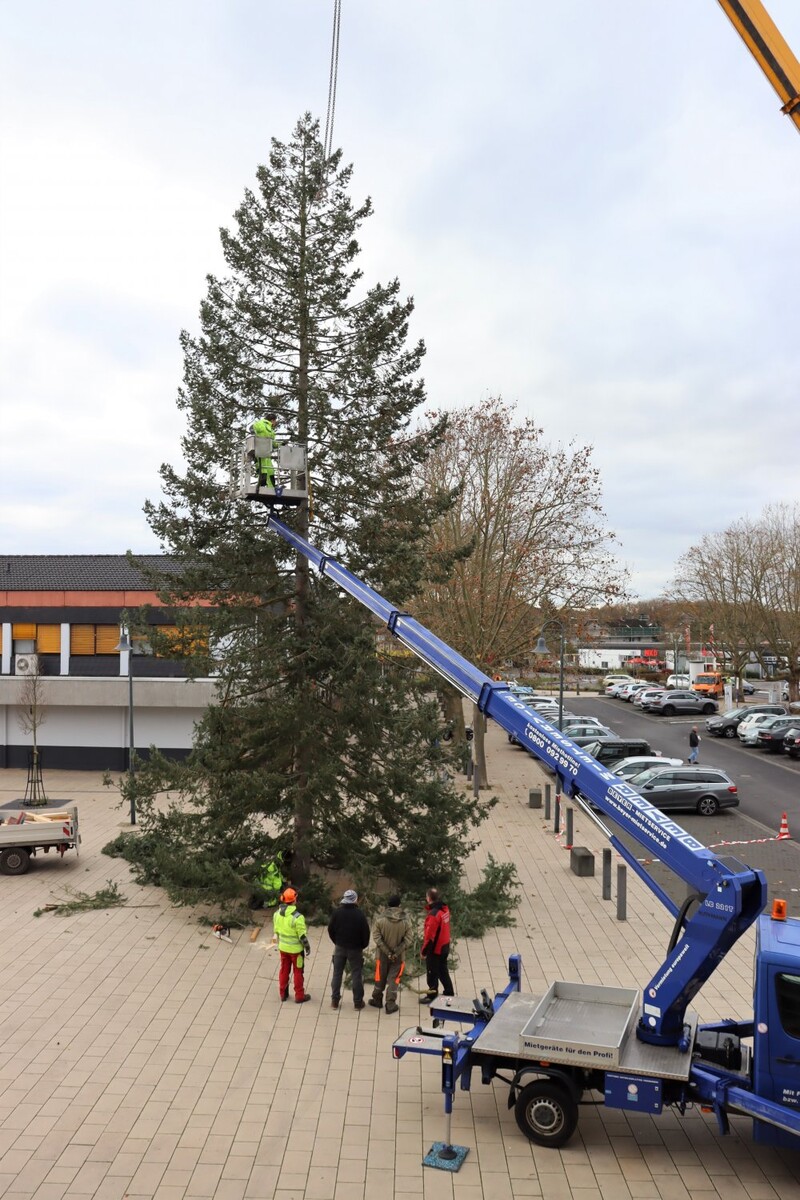 "Grünes Juwel": 18 Meter hohe Tanne sorgt für weihnachtliches Flair