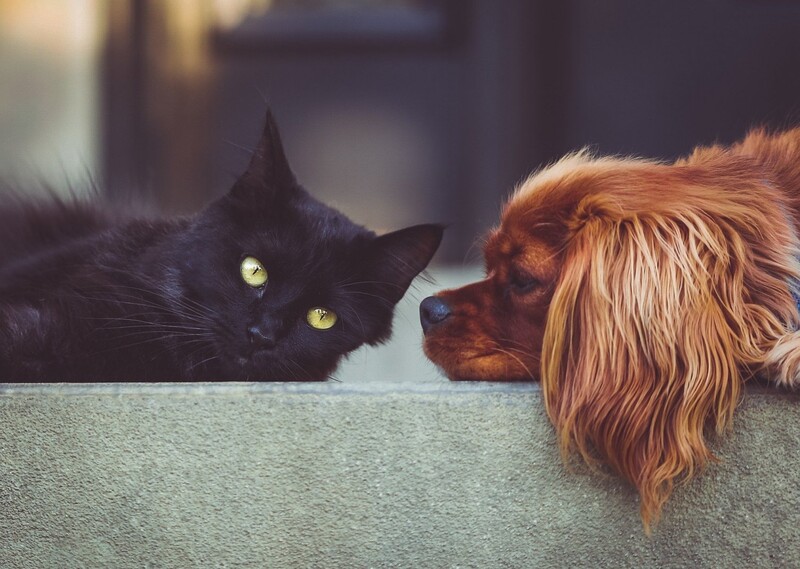 Aber auch vermehrt Hunde und Katzen wurden als Überträger identifiziert. - Symboldbild: Pixabay