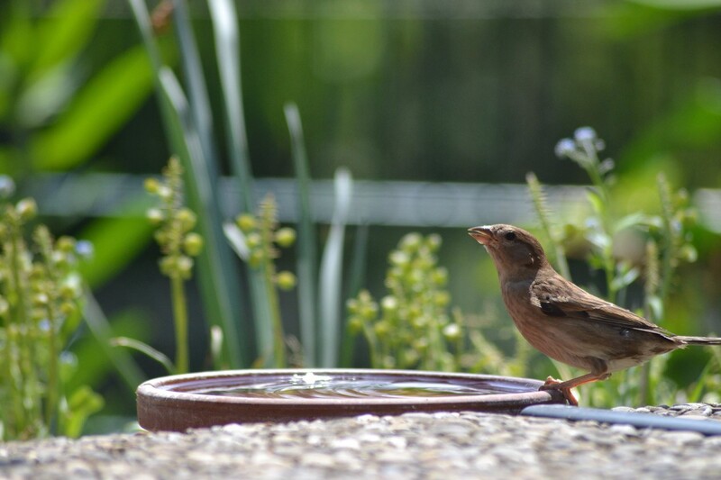 Das oberste Gebot bei Vogeltränken, ganz gleich, ob im Garten, auf der Terrasse oder dem Balkon, ist Sauberkeit, aber bitte ohne Chemie. - Symboldbild: Pixabay